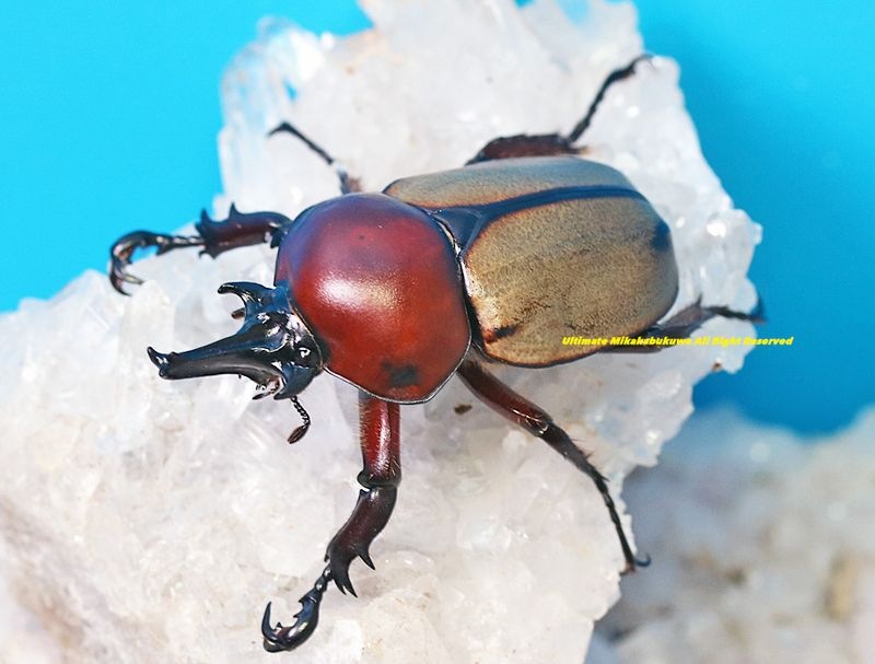 2025,5/3新着WILD 超Ultimate10 南米ペルー便 日本初入荷!! 最高峰!! ヨツボシマッシヴツノヒナカブト(レッドブラックタイプ) No,1 ♂BIG!! 40mmUP ペア