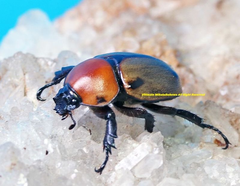 2025,5/3新着WILD 超Ultimate10 南米ペルー便 日本初入荷!! 最高峰!! ヨツボシマッシヴツノヒナカブト(濃いイエロータイプ) No,Y ペア購入の方のみに販売・イエローメス単品