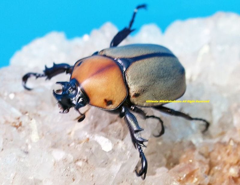 2025,5/3WILDĶUltimate10 ƥڥ롼ءܽ!! ǹ!! ĥܥޥåĥΥҥʥ֥(ǻ) No,425mmUP ڥ