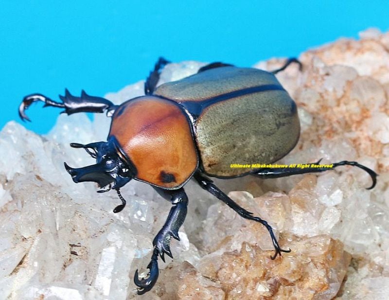 2025,5/3新着WILD 超Ultimate10 南米ペルー便 日本初入荷!! 最高峰!! ヨツボシマッシヴツノヒナカブト(濃いイエロータイプ) No,3 ♂30mmUP ペア