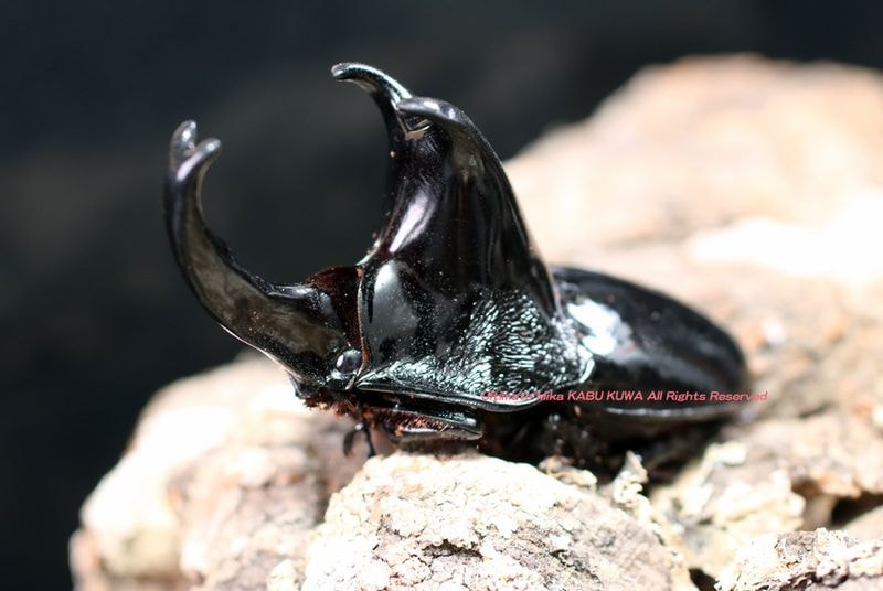2019ǯWILD���������³��!!  �ᥬ���饹�ǹ�����WF3 2025ǯ3-4������䥽��ĥ�ҥ����������֥ȡ���40mm��40mm�ڥ�