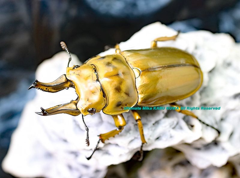 2025,5/23 ����WILD��Next Vanguard3 ����ɥͥ���&����ե��å��ء���������٥륰�������󥪥ˡ�No,1����65mmUP�ڥ�