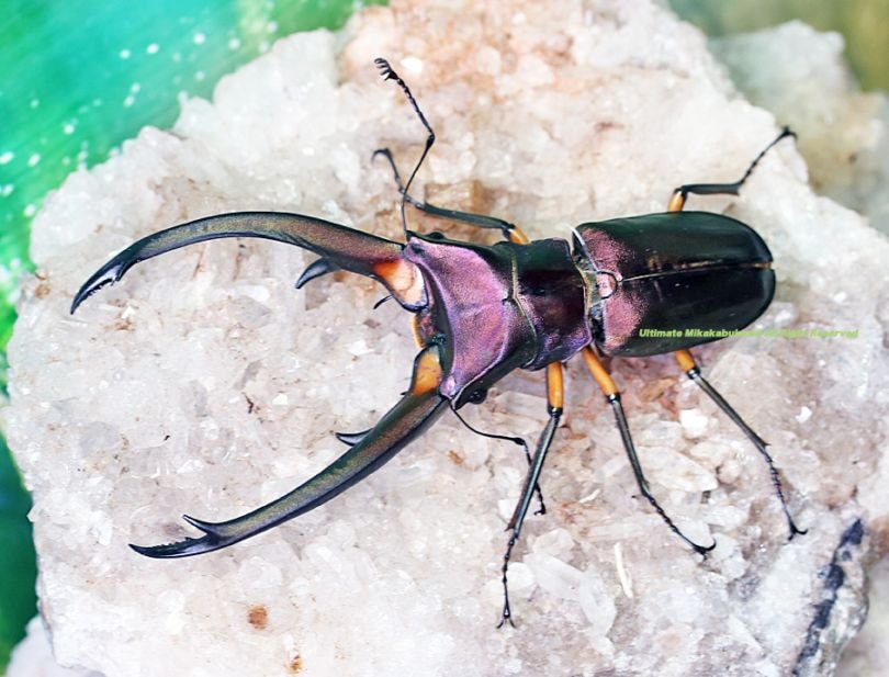 ※週末限定特価！※大型エラフスホソアカクワガタ♂野外標本 週末限定特価！※大型エラフスホソアカクワガタ♂野外標本 - メルカリ