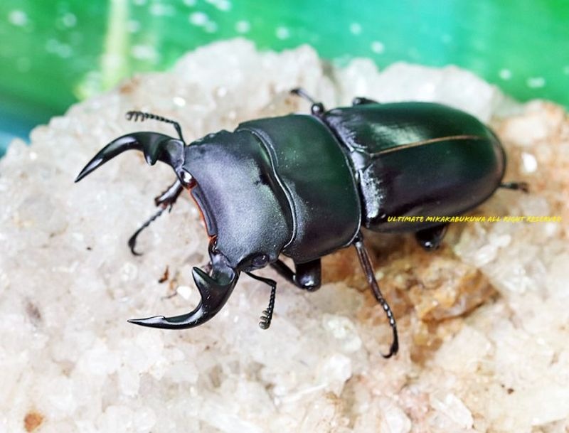 ワカバヤシ クィーニー カンティリアン 様確認 2024年WILDからのWF1 2025年5月羽化 復活ディエンビエン産