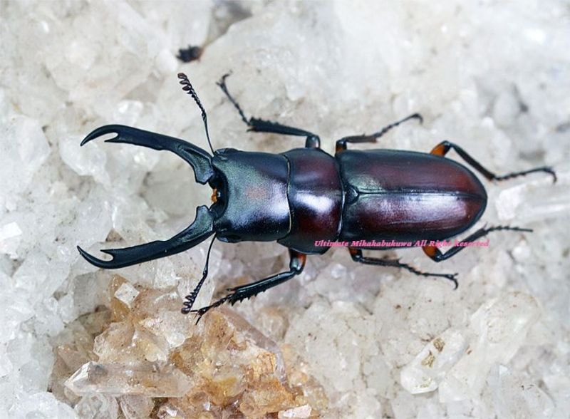 2025,6/27����WILD��Next Vanguard5 �٥ȥʥ��ء��ɥ륯�������ץ쥳��̥�  No,2����35mmUP �ڥ�