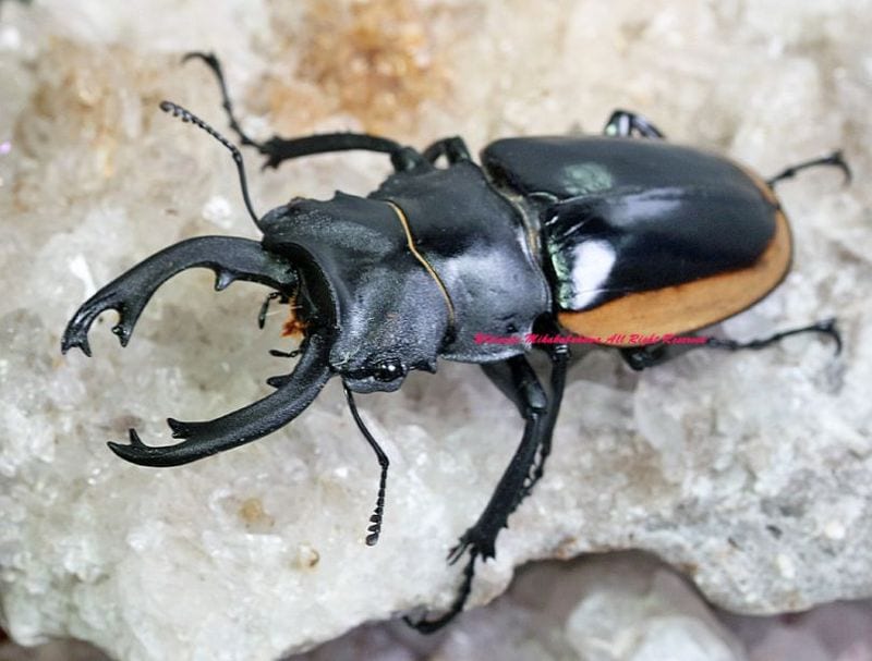 超特大 ベトナム産 クベラツヤクワガタ 91mm. 超特大 ベトナム産 クベラツヤクワガタ 91mm.