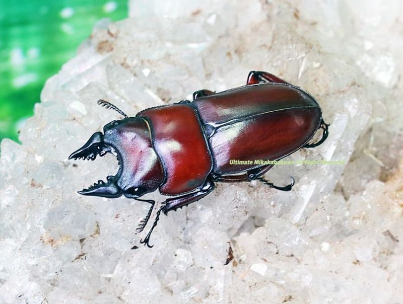 2025,7/8新着WILD 世界最高峰!!インド便 強烈に赤い・パリーシカ