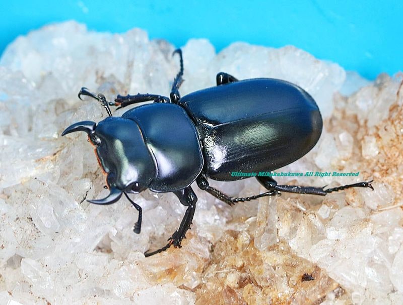 【50年前の標本】アンドレゲウスフタオ（1ペア、マダガスカル産） 0000000104702_xrPO95J.jpg