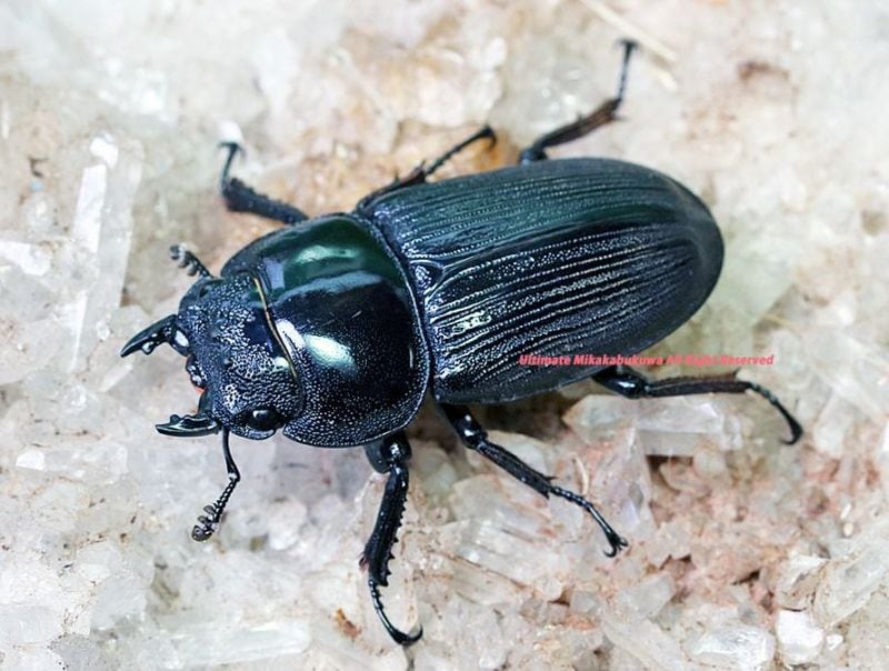 2025,7/8����WILD�������ǹ���!!������� ������ӥǥ󥹸�̾���� No,1����43mmñ��