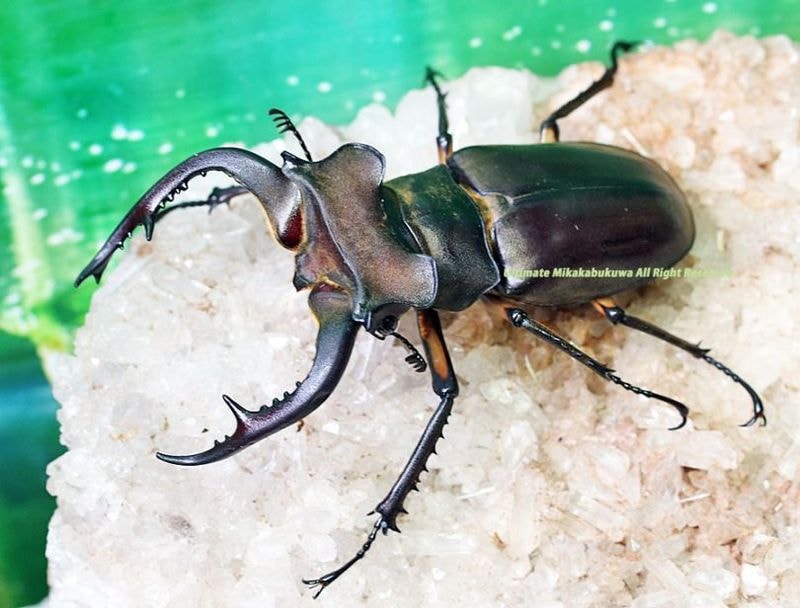新種　極美　カタゾウムシ 2025.8.18.新入荷!! – クワガタムシ・カブトムシ昆虫専門店COLORS