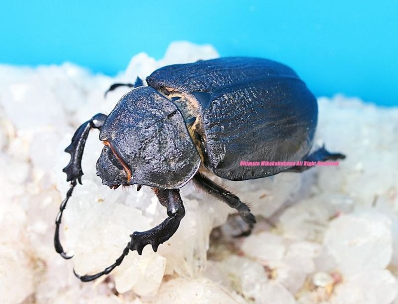 アルゼンチン産　ヤヌスゾウカブト　78mm 0000000105022_meAvjWb.jpg