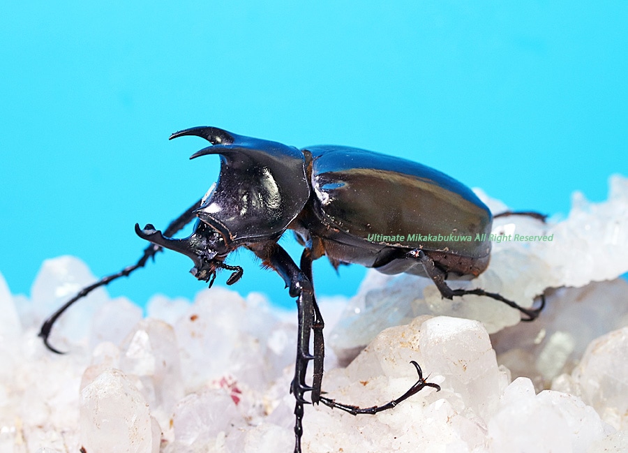 2025,7/17 新着WILD Next Vanguard 総勢12種マレーシア&北