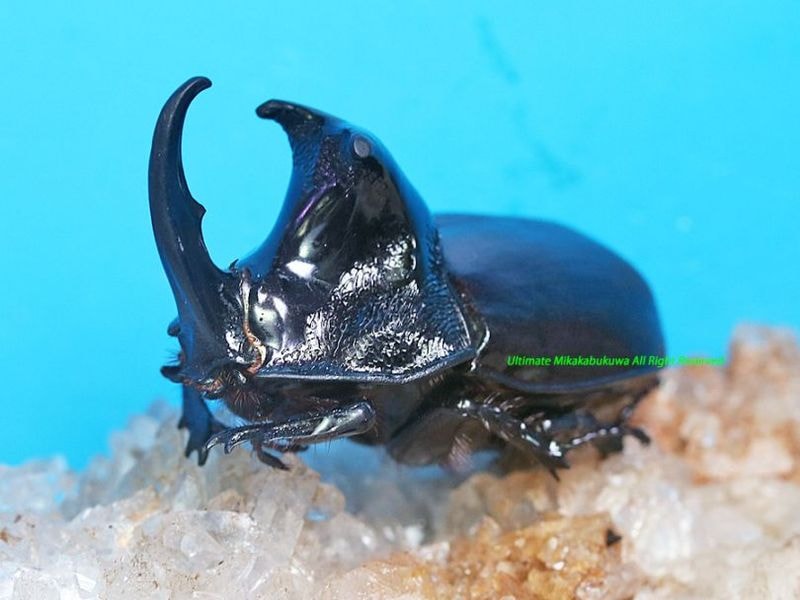 2025,7/17 新着WILD マレーシア便 ルニコリスメンガタカブト ♂60mmUP