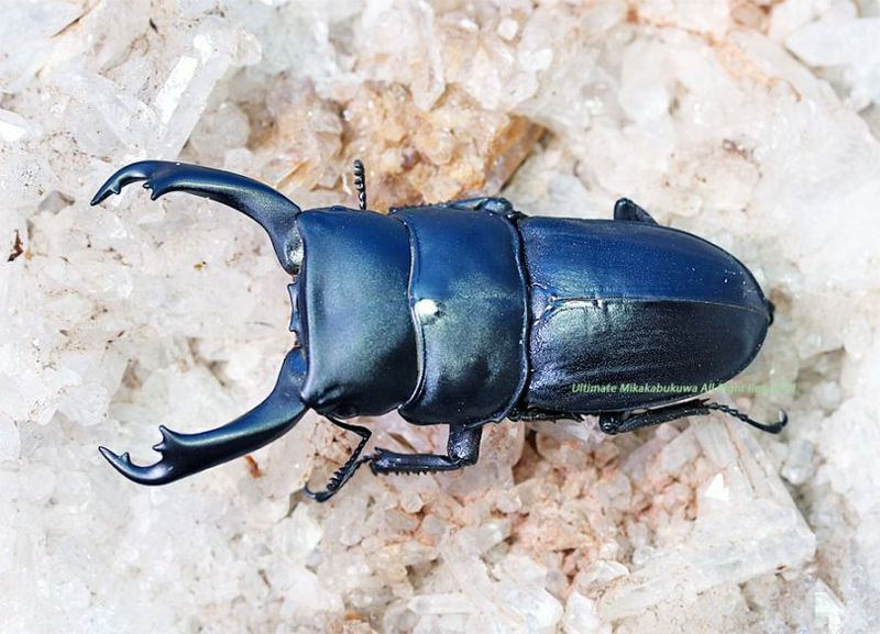 2025,7/17 WILD12ޥ졼&̥ܥͥء饤ҥҥ饿No,155mmupڥ