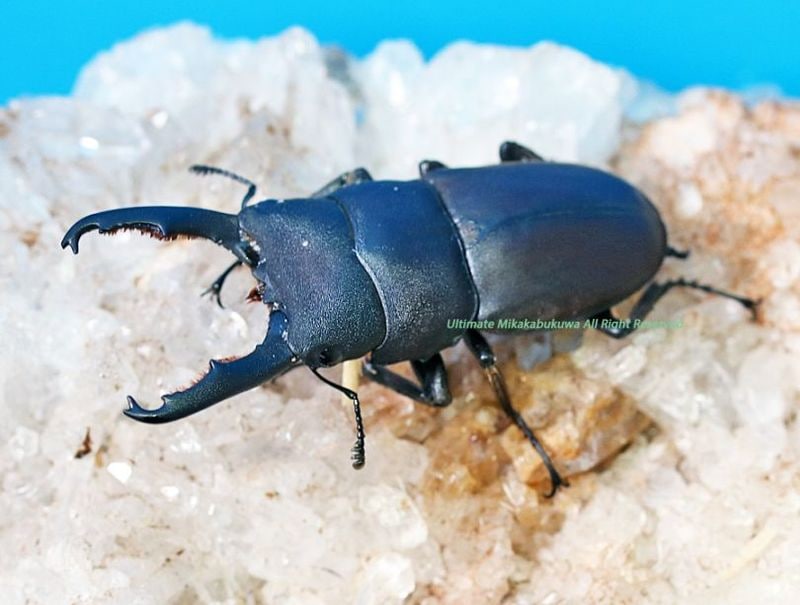 2025,7/17 WILD12ޥ졼&̥ܥͥء륹ҥ饿No,250mmڥ