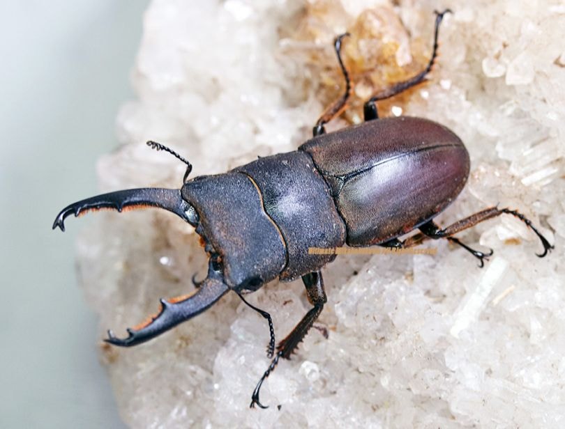 2025,7/17 新着WILD 総勢12種マレーシア&北ボルネオ便 タウルスヒラタ