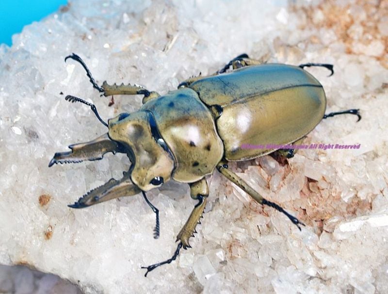 NO12 モセリオウゴンオニクワガタ A-♂73ミリ♀42ミリ・(malaysia