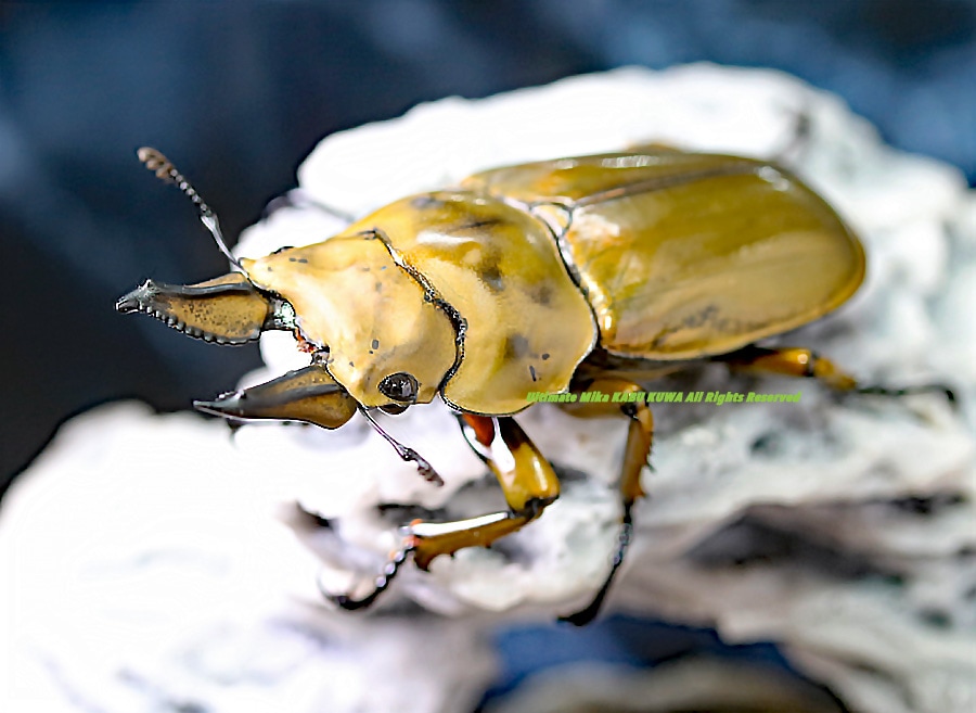 阿古谷オオクワ園★ローゼンベルグオウゴンオニ　♂55ミリUPペア