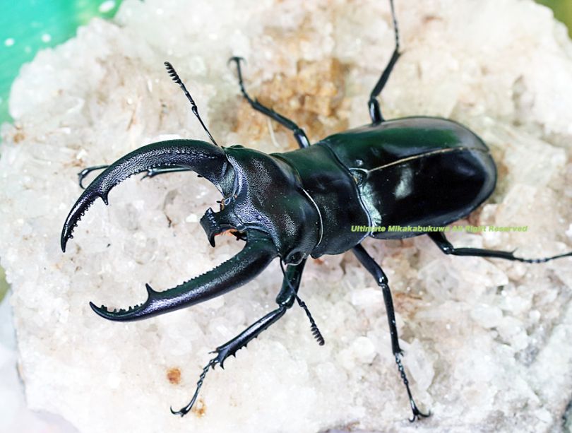 アフリカのエンマコガネ2．　.Proagoderus extensus　ペア アフリカのエンマコガネ2． .Proagoderus extensus ペア