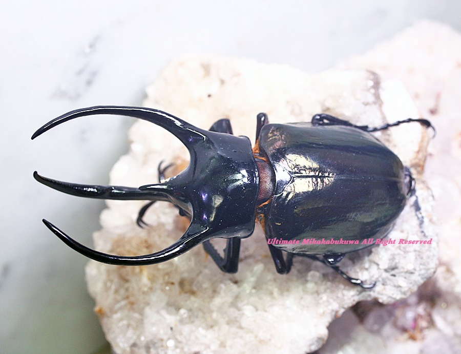 タイリクコーカサス 120+ Thailand 標本用死虫 ☆ベトナム産！タイリクコーカサスオオカブト♂121mm標本