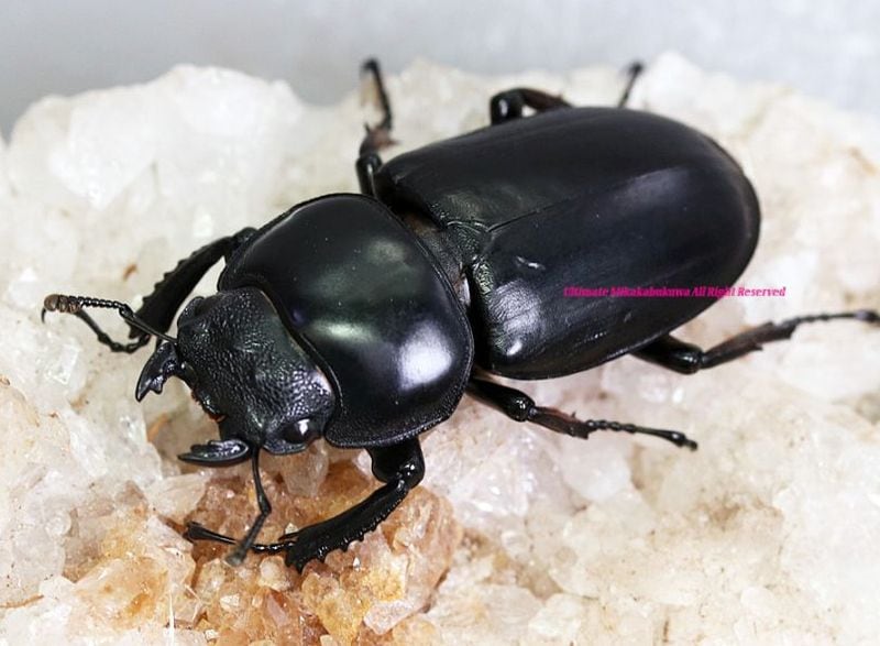 2025,8/19 ����WILD�������ǹ���!!������� �����󥿥����� No,6����ñ��