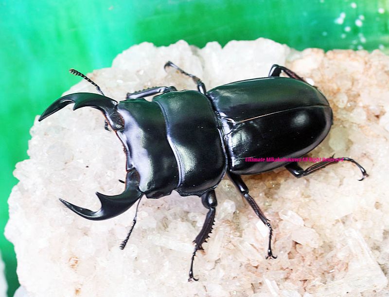 2025,8/19 ����WILD�������ǹ���!!������� �����󥿥�����No,2����77mm�ڥ�