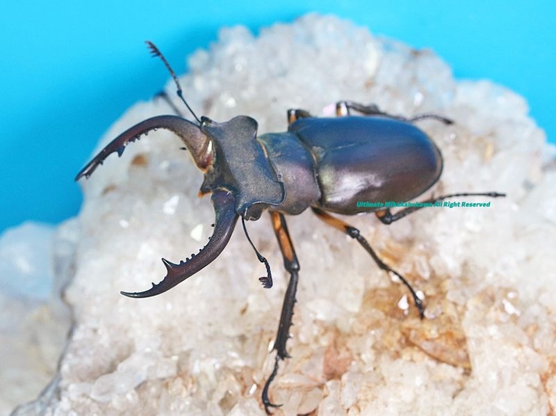 2025,8/19 ����WILD�������ǹ���!!������� �����󥿡��ߥ�� No,3����B56mmξ���������39mm�ڥ�