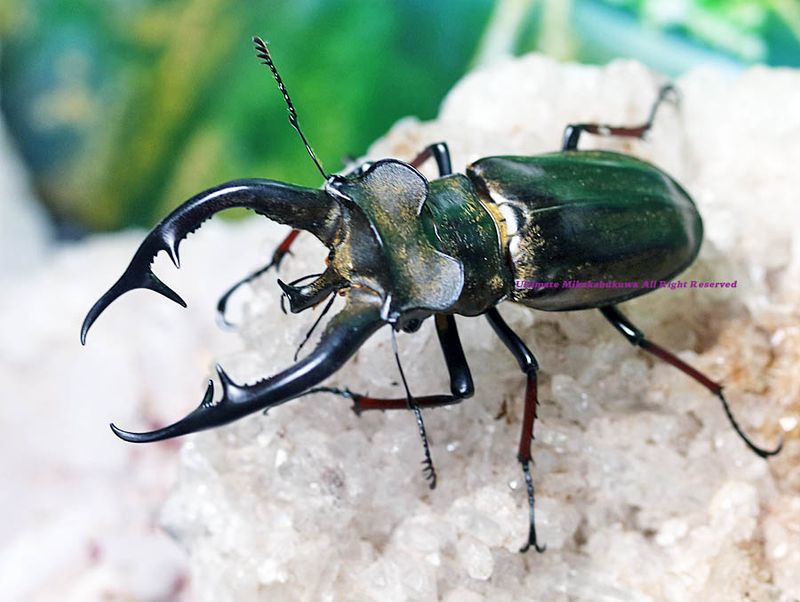 2025,8/26 新着WILD 世界最高峰!!チベット便 最高峰!! チェンミヤマ No,1 No,1 ♂70mmUPペア