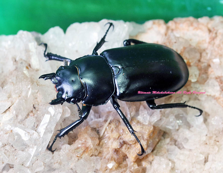 チャールトンウスバ原亜種　雌 1/5希少・浙江省産！天然（Sinodorcus)ドルクス サワイ原名亜種