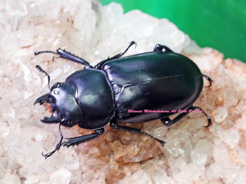 2025,8/19 ����WILD ����ɡ�����ʡ�������� �ǹ���!!�������ȥ��åǥ���̾���WK No,2����43mm����­�޷礱ñ��