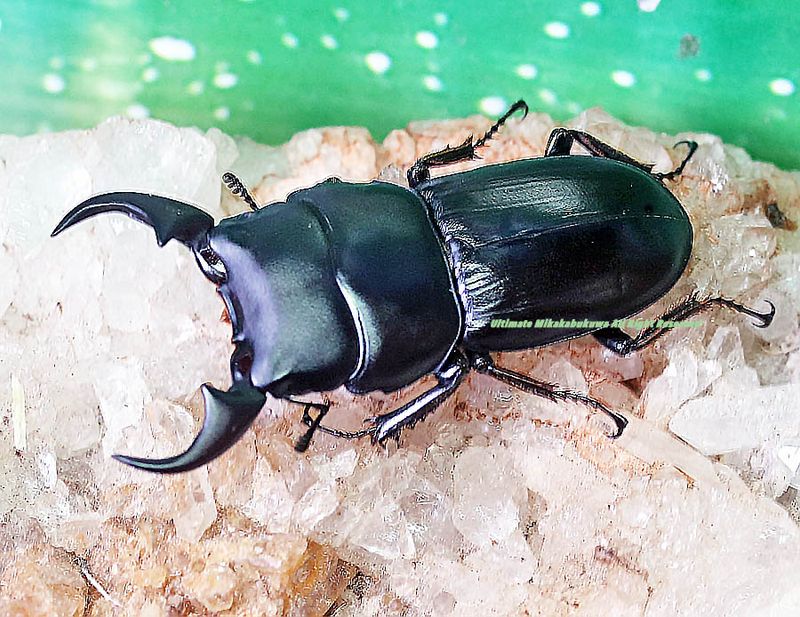 2025,8/30 ����WILD��Next Vanguard9������ɥͥ����ء��ߡ����ҥ饿���㥹�ߥߥ�No,2����42mm�ڥ�