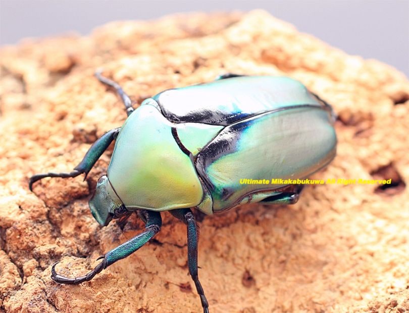 2025,9/12 新着WILD タイ便 美麗種!! フチドリアオカナブン No,2