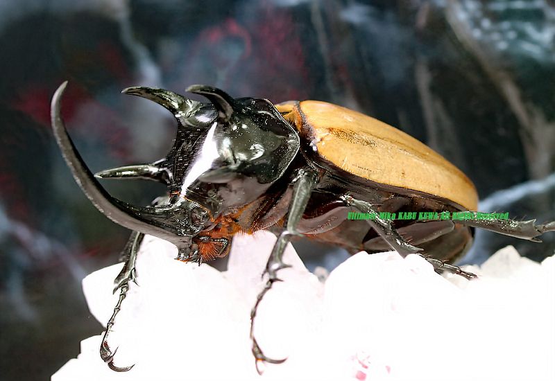 2025,9/12 新着WILD タイ便 5本の角!! タイ・ゴホンツノカブト No,2