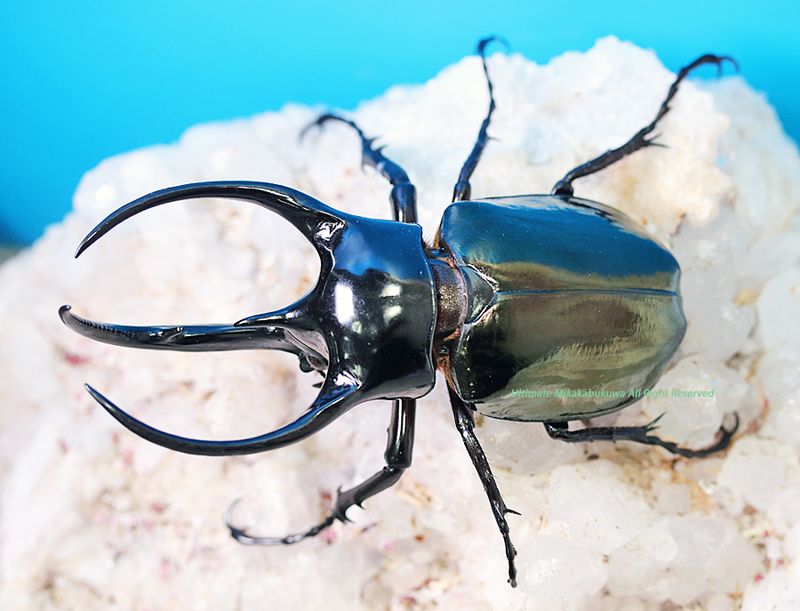 2025,9/4 新着WILD マレーシア&北ボルネオ便 マレーコーカサス No,2