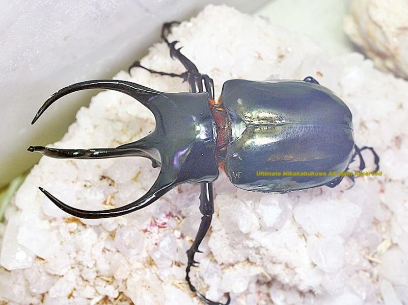 2025,9/4 新着WILD マレーシア&北ボルネオ便 マレーコーカサス No,1