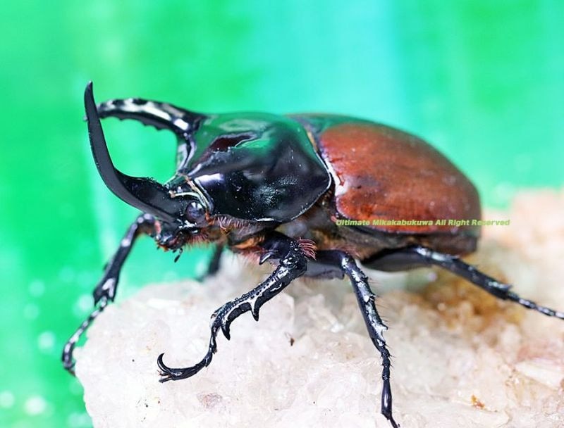ヴェルヌワールドのハガキのみ ヴェルヌワールドのハガキのみ ヴェルヌワールドのハガキのみ
