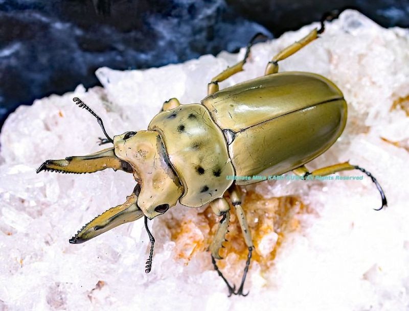 オオハマボウ　こん オオハマボウ こん オオハマボウ | Hibiscus tiliaceus | か