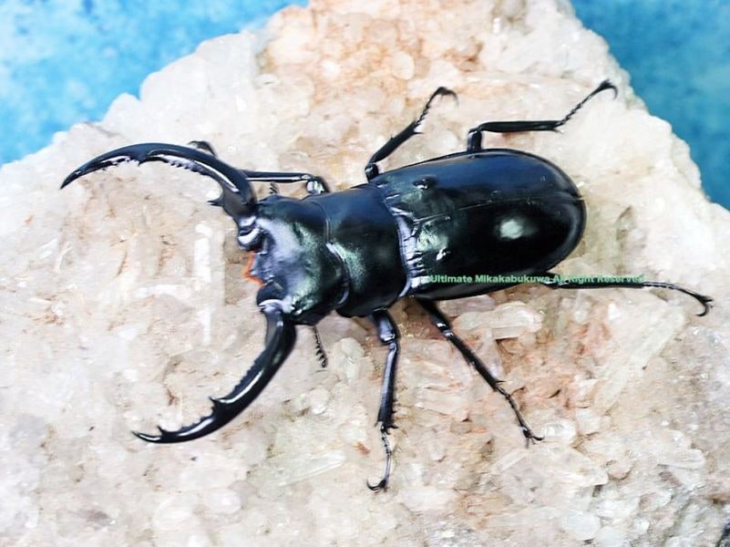 【中古】 Determination / カヒーナムジカ カヒーナムジカ「Determination」/ごちうさ/めだかボックス