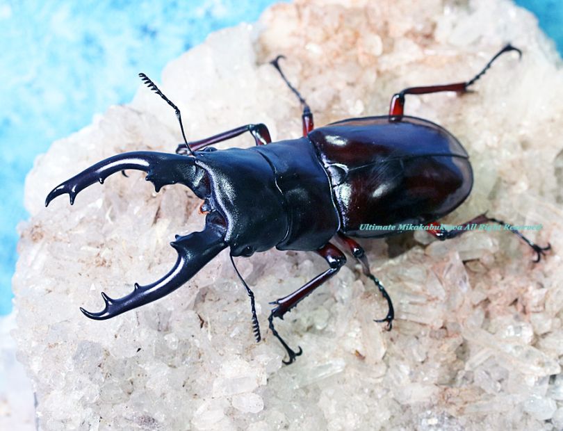 未開封　くらいうみ　ユメミル　ソフビ　ミントグリーン 未開封 くらいうみ ユメミル ソフビ ミントグリーン 未開封