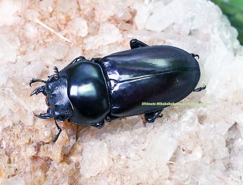 キキ　カムイピリカ12kg　一生一度は与えたい神フード 2025,9/14新着WILD 世界最高峰!!インド便 フキヌキコクワ No,1