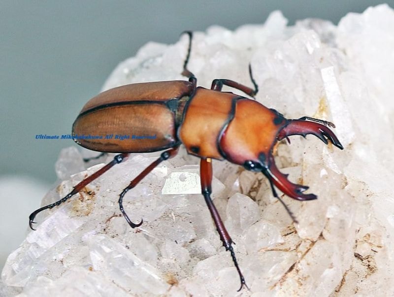 エクアドル産 ミラビリステナガスジコガネ 39mm Insect-Sale.com 世界の昆虫販売ネット - Spodochlamys