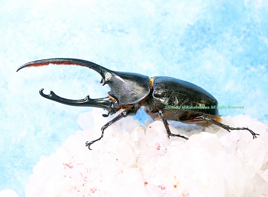 Lepanthes helicocephala 原種エクアドルパルダリウム Lepanthes