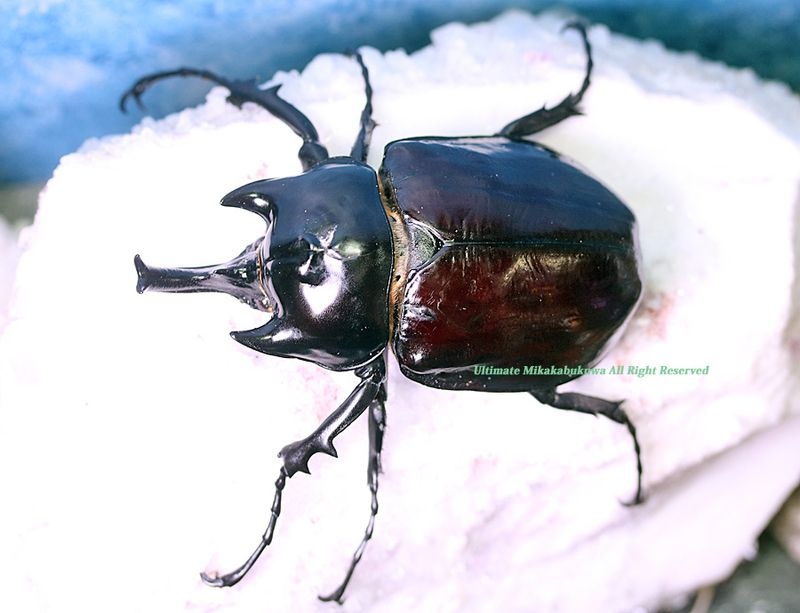 ラミレスゾウカブト　WF3 2025,10/8,9 新着WILD 南米エクアドル便 最高峰!!ラミレス