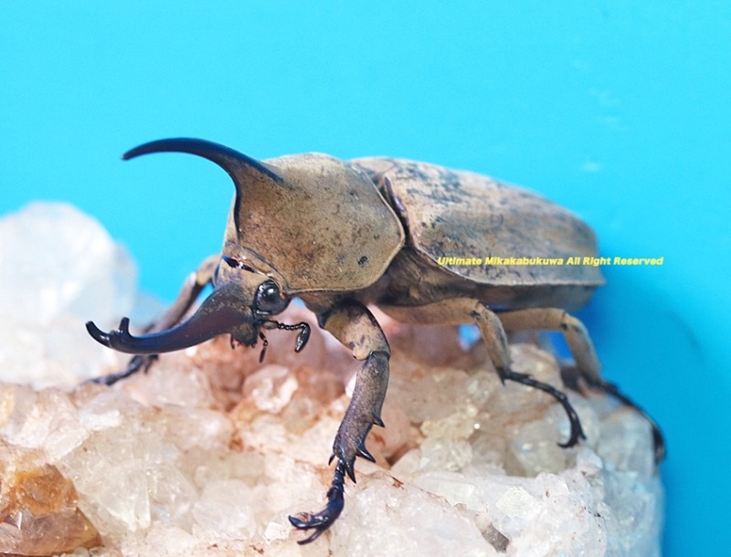 2025,10/8,9新着WILD 超Ultimate11 南米エクアドル便 グランディスヒナカブト No,1 ♂A-40-41mm♀完品 ペア