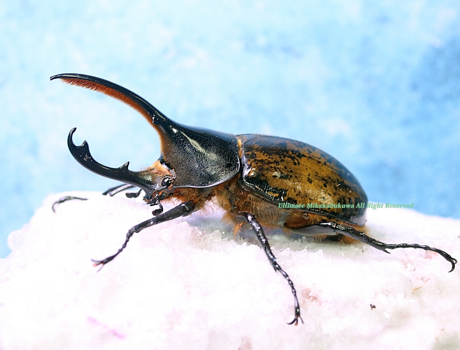 2025,10/8,9新着WILD 超Ultimate11 南米ペルー便 Dynastes世界