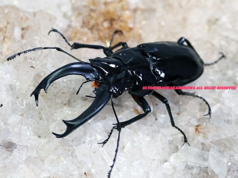 パピリオ・カキカス（1オス・ペルー） 2025,10/8,9 新着WILD 南米ペルー便 タランドゥスのように