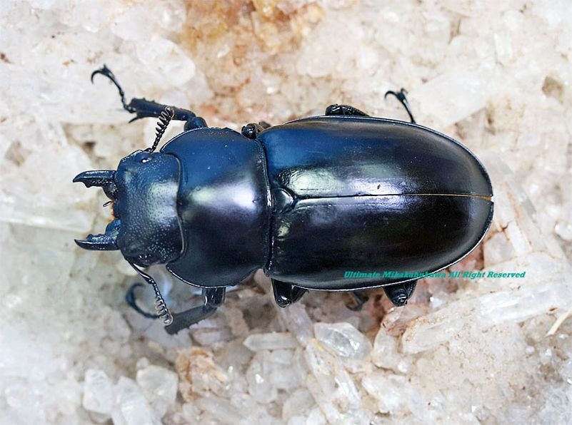 2025,9/14  WILD ɡʡ ǹ!!ܡХߥΥ 30mmUPñ