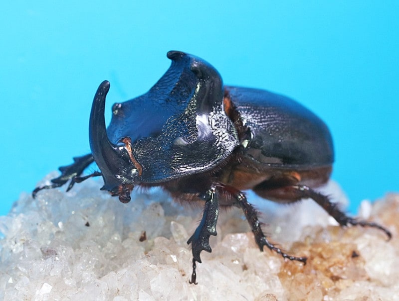 2025,10/24 WILD ءޥ륿Х󥬥֥ȡNo,1BIG!!60mmUPڥ