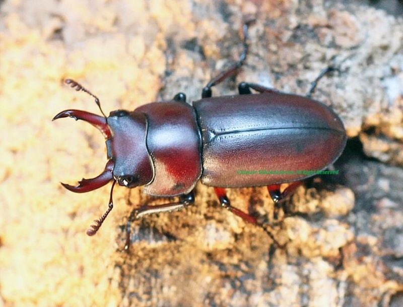 2025,10/24 WILD ءǯ!!С˥No,3ñ