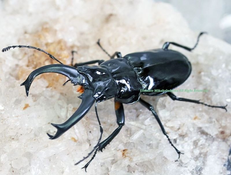 2025,10/8,9 WILD ƥڥ롼ءɥΤ褦˥ƥƥ!! ƥإ륯ӥܥ 55mm­礱 꺸­礱ڥ